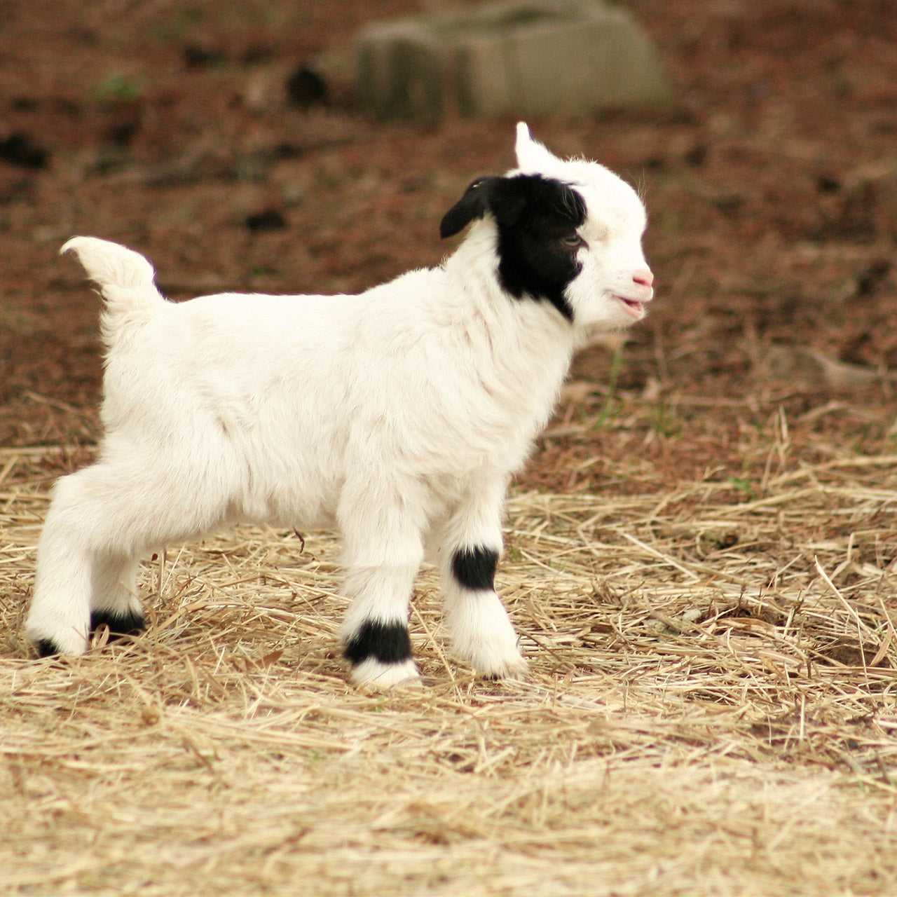 What you need to know about your baby goat's colostrum needs