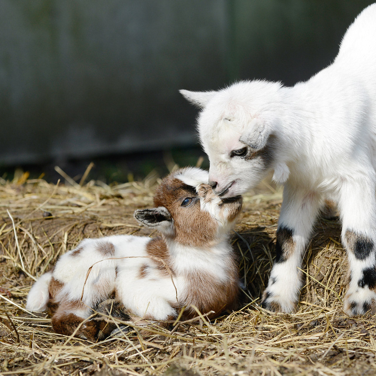 Help goat kids make a smooth transition to life without milk