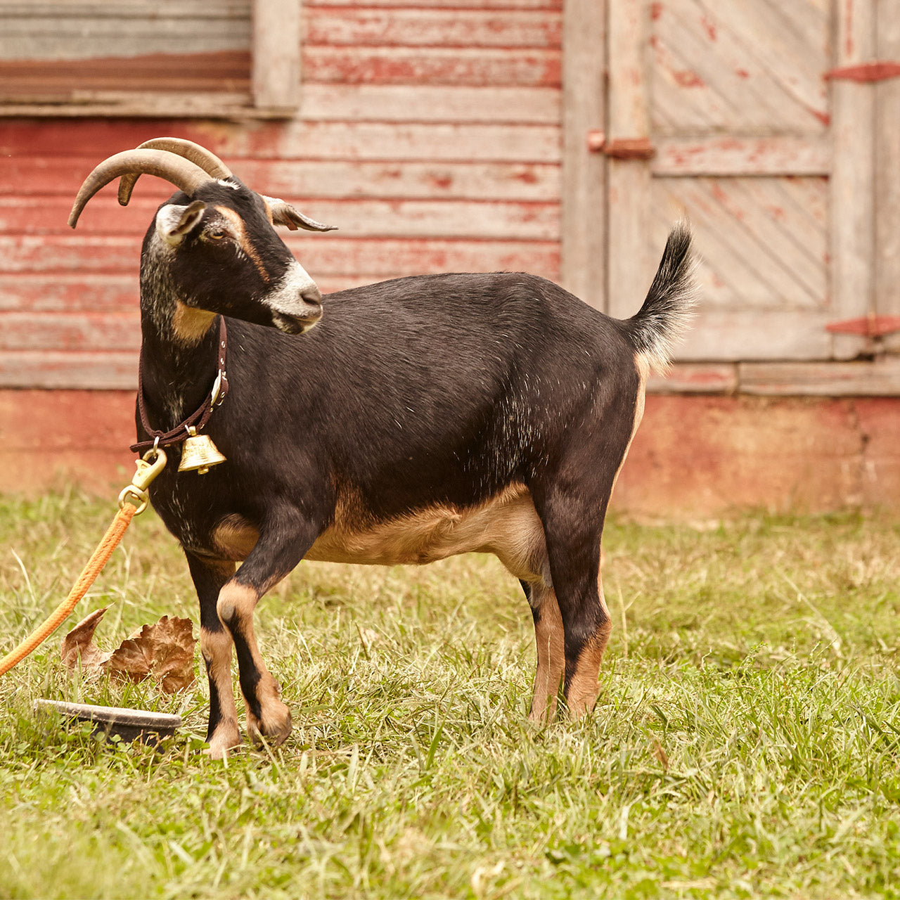 How to prepare for the birth of goat kids