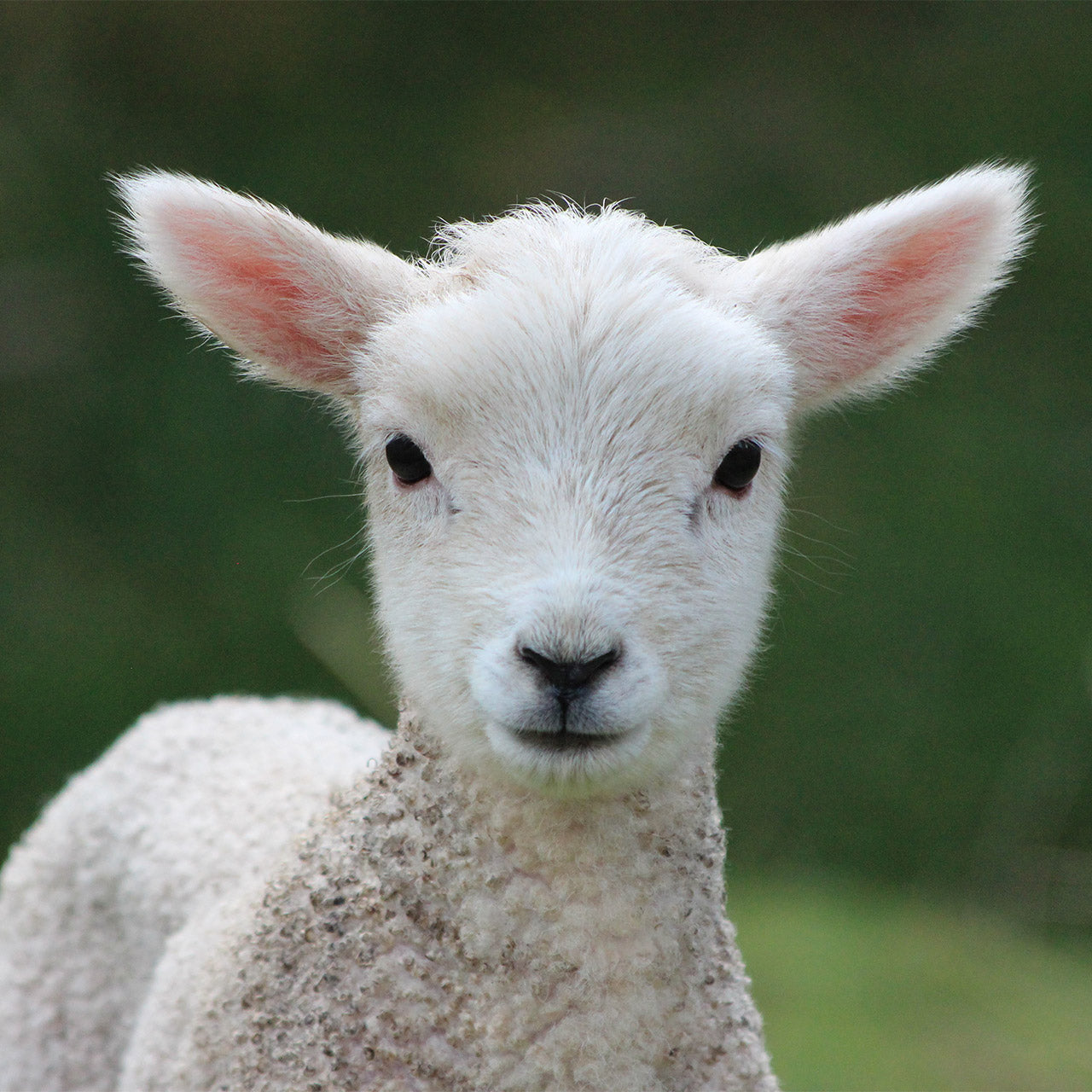 How to choose a lamb milk replacer