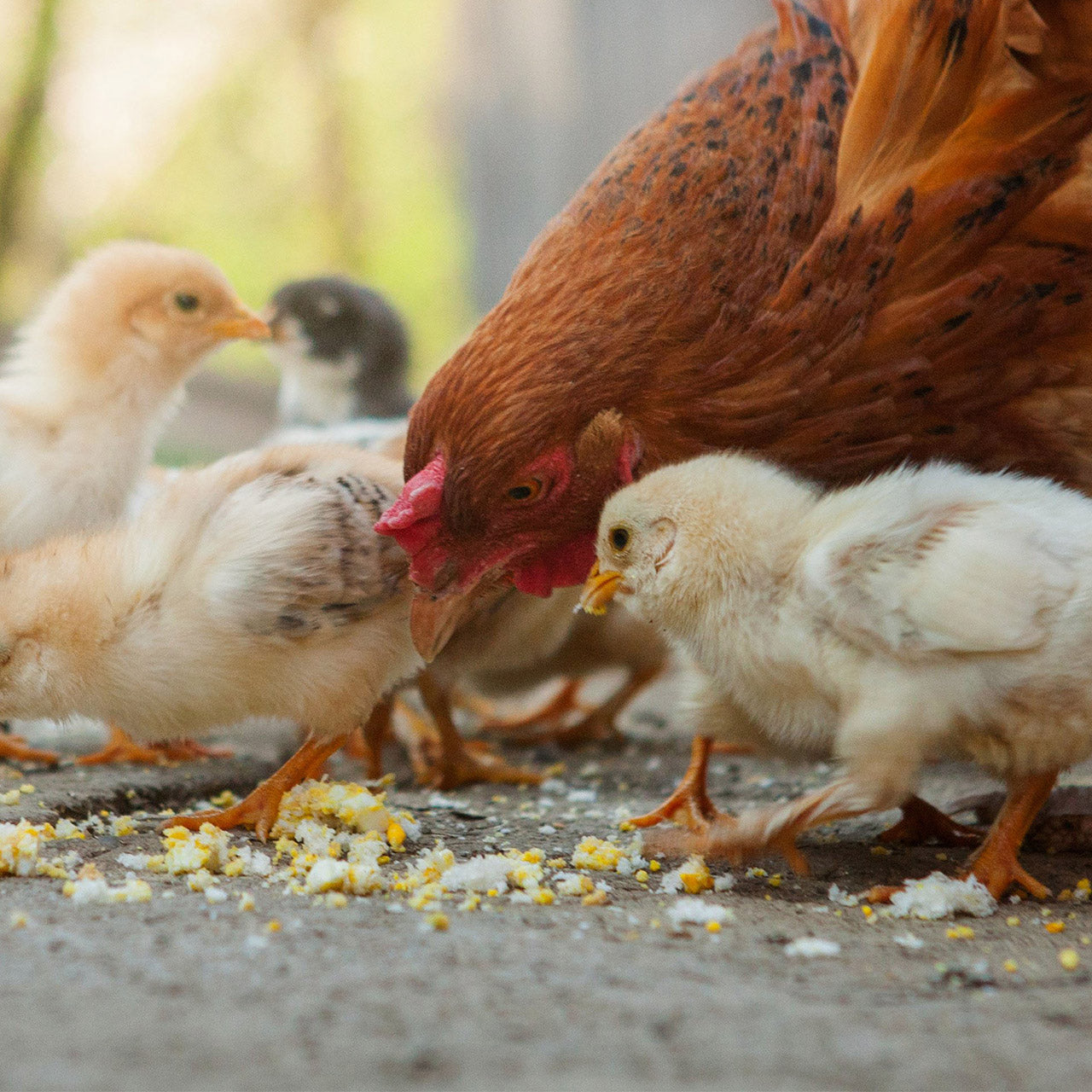 How to prepare for baby chicks