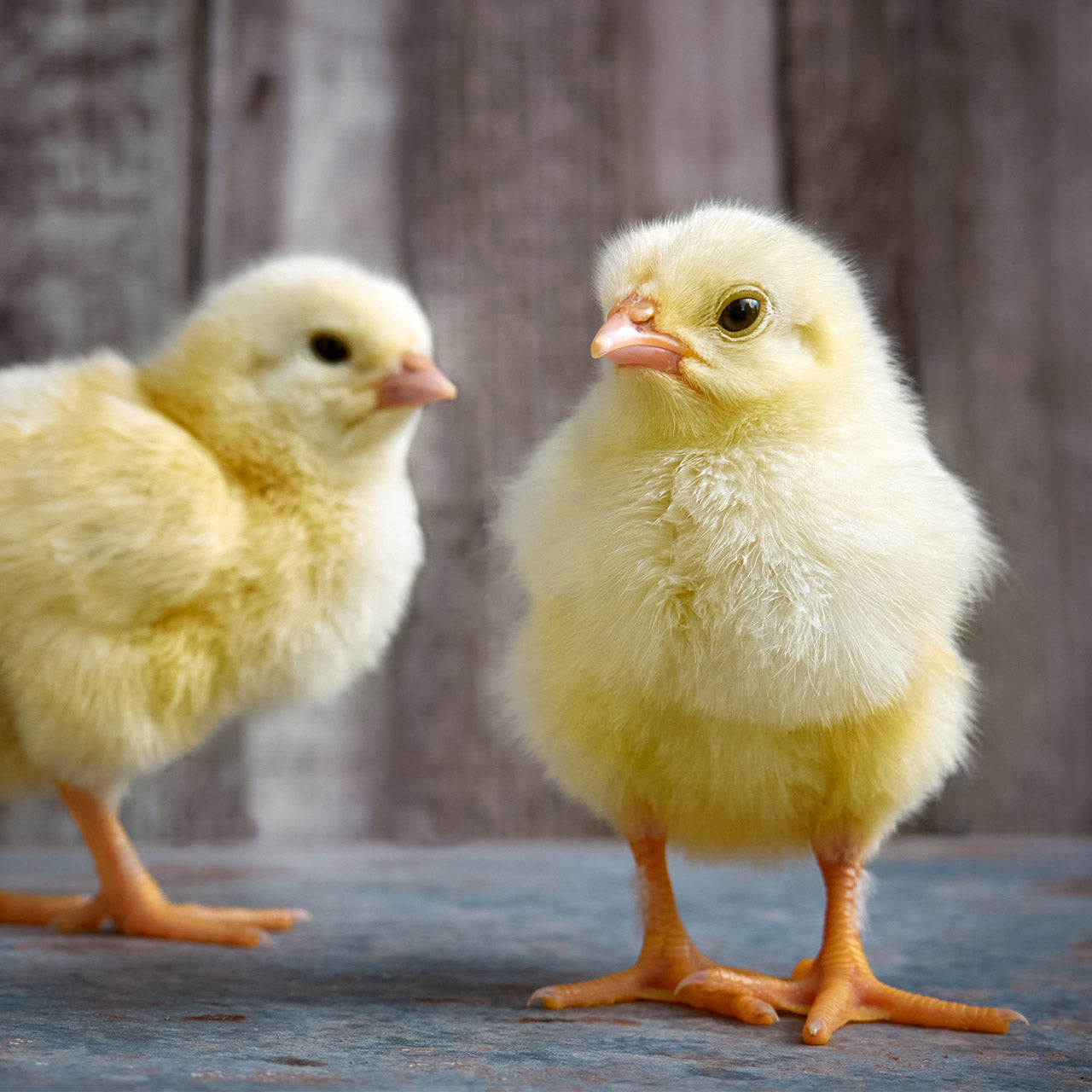 Do I need a probiotic for my chickens?