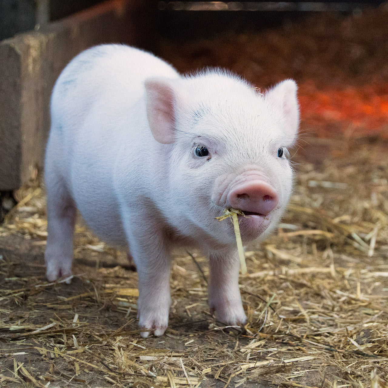 What to feed your newborn piglet