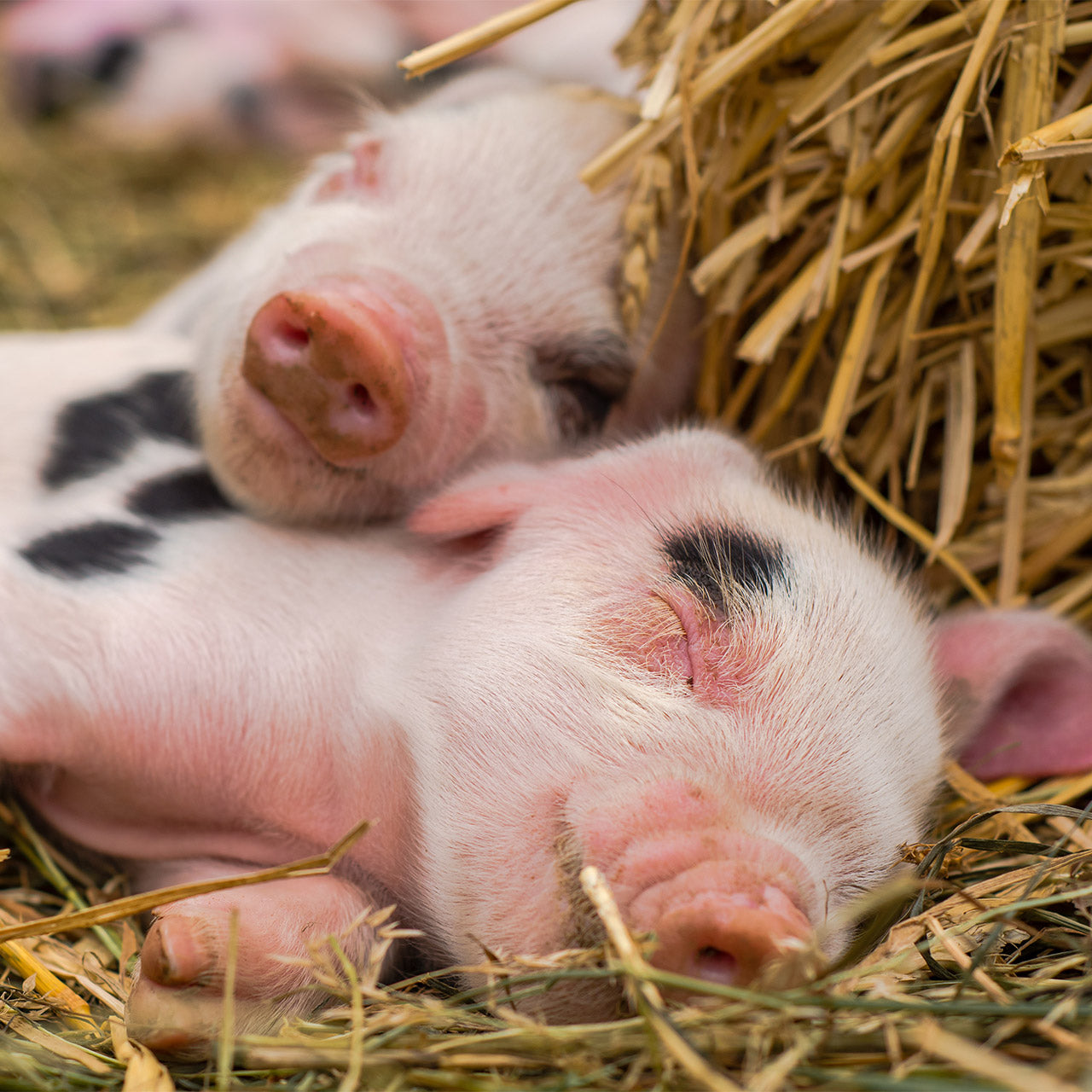 How to create a suitable space for your piglets